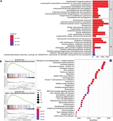 A Potential Indicator ARRDC2 Has Feasibility to Evaluate Prognosis and Immune Microenvironment in Ovarian Cancer